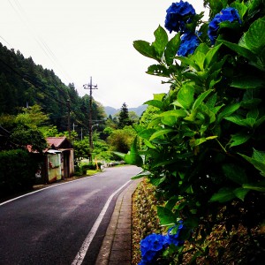 20160716流れのほとりに植えられた木